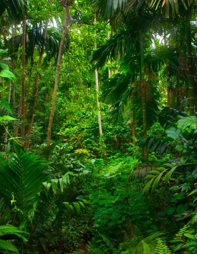 rainforest trees showing sustainability