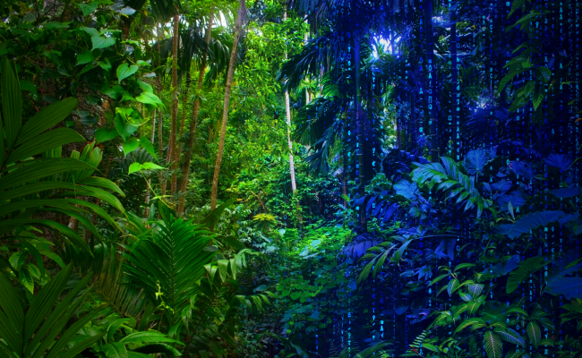 digital twin of a rainforest