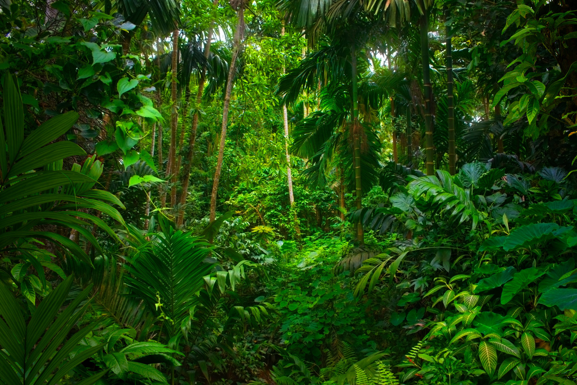 rainforest trees showing sustainability