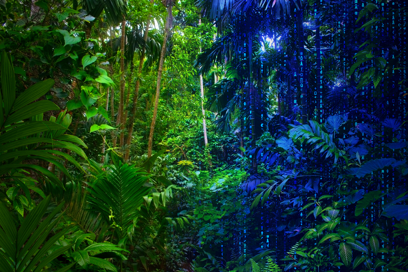 digital twin of a rainforest