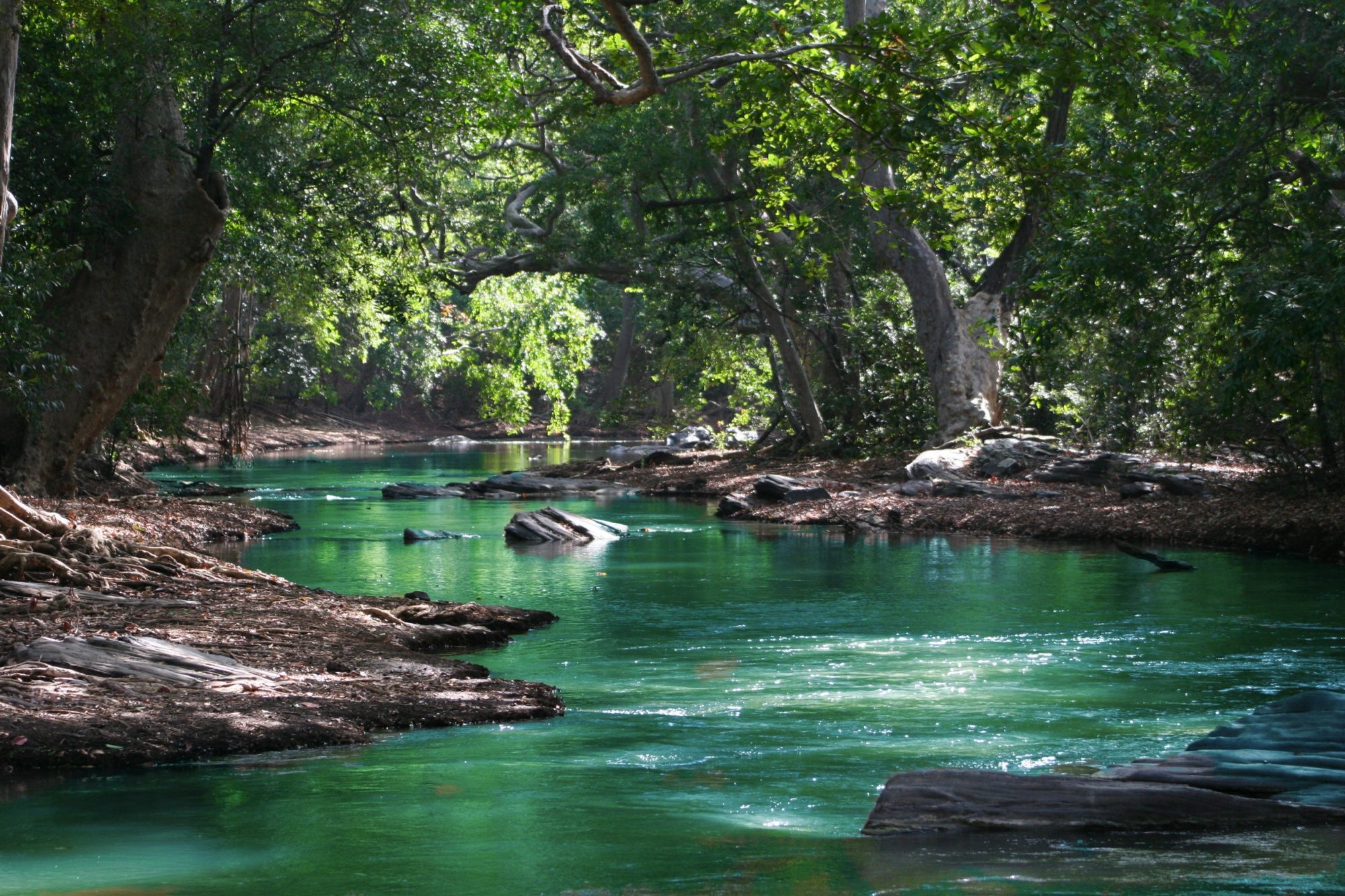 natural landscape with river and trees