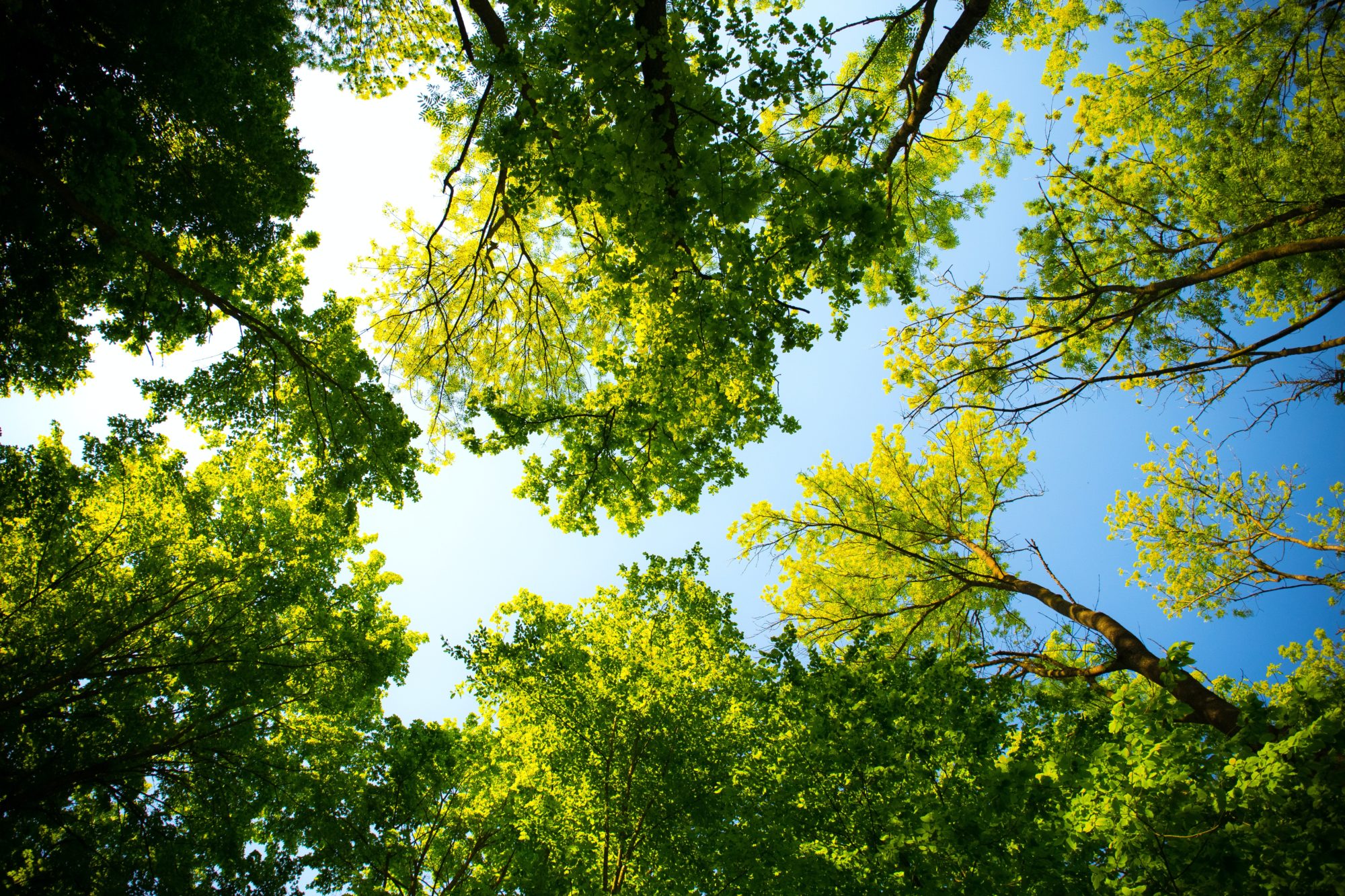 Green leaves and trees